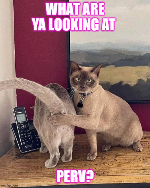 Stop Perrrrrrrrrving!! | WHAT ARE YA LOOKING AT; PERV? | image tagged in cat,funny cats,cat memes,funny cat memes,funny | made w/ Imgflip meme maker