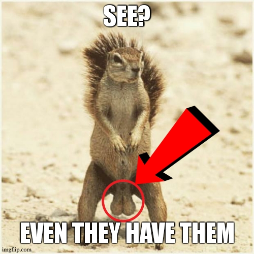 DEEZ NUTS | SEE? EVEN THEY HAVE THEM | image tagged in deez nuts,squirrels,hilarious memes,funny,funny animals,oh wow are you actually reading these tags | made w/ Imgflip meme maker