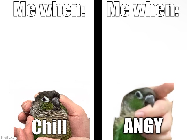Birb When | Me when:; Me when:; ANGY; Chill | image tagged in birb,original meme,cute | made w/ Imgflip meme maker
