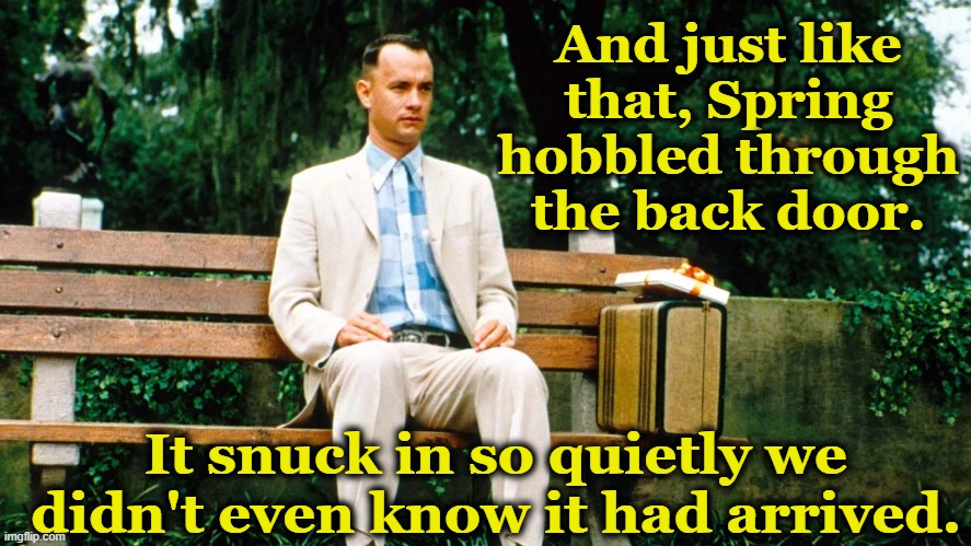 Spring Sprung | And just like that, Spring hobbled through the back door. It snuck in so quietly we didn't even know it had arrived. | image tagged in forrest gump week,spring,seasons,spring cleaning,and just like that | made w/ Imgflip meme maker