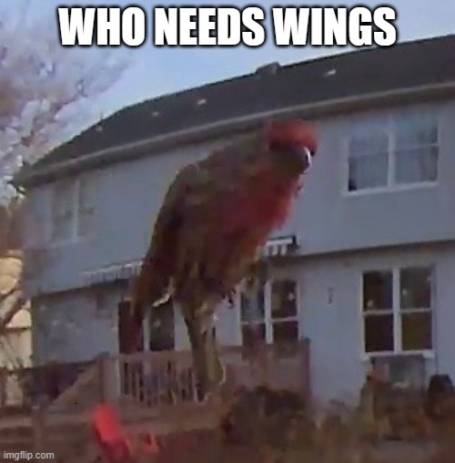 Who Needs Wings? | WHO NEEDS WINGS | image tagged in birds,memes,funny | made w/ Imgflip meme maker