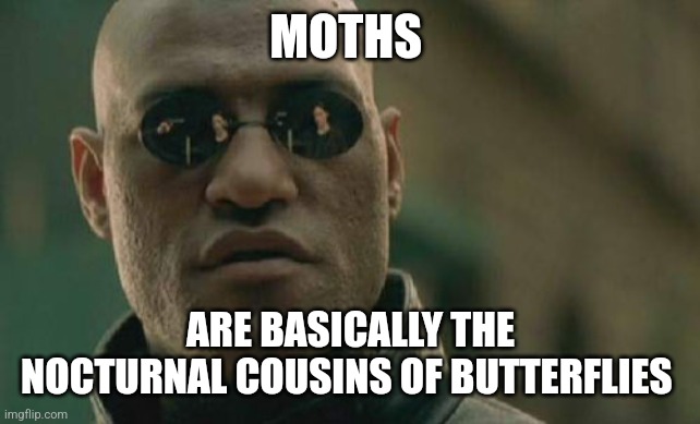 Matrix Morpheus | MOTHS; ARE BASICALLY THE NOCTURNAL COUSINS OF BUTTERFLIES | image tagged in memes,matrix morpheus | made w/ Imgflip meme maker