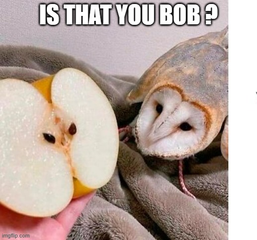 memes by Brad my owl looks like an apple humor | IS THAT YOU BOB ? | image tagged in fun,funny,owl,apple,funny meme,humor | made w/ Imgflip meme maker