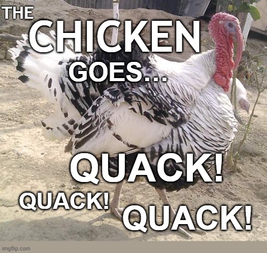 The CHICKEN goes… QUACK! Quack! Quack! | THE; CHICKEN; GOES…; QUACK! QUACK! QUACK! | image tagged in turkey,chicken,quack,florida,police | made w/ Imgflip meme maker