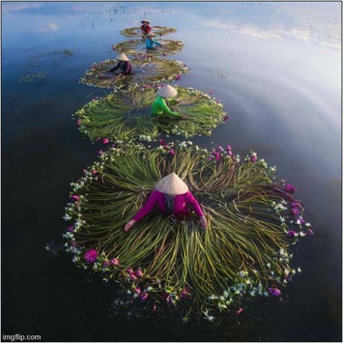 Water Plants | image tagged in water,plants | made w/ Imgflip meme maker