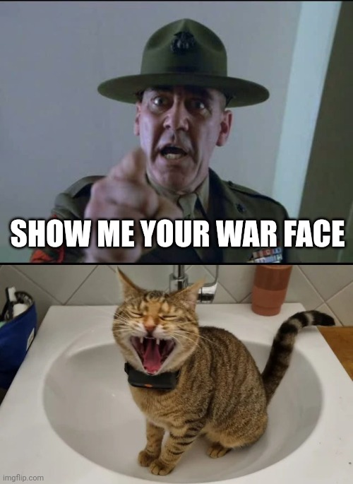 Better than yours | SHOW ME YOUR WAR FACE | image tagged in sargent hartman,full metal jacket,war,angry cat,scary things | made w/ Imgflip meme maker