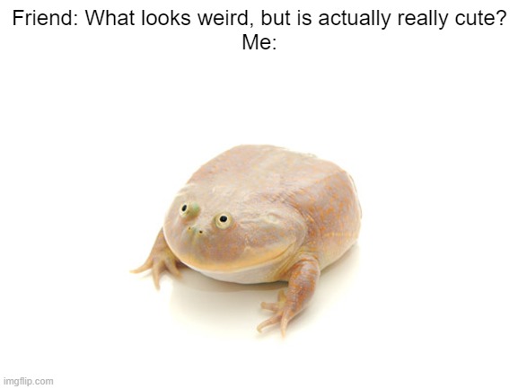 The frog on this post is called the Budgett Frog. | Friend: What looks weird, but is actually really cute?
Me: | image tagged in blank white template,frog,frogs,memes,frog week | made w/ Imgflip meme maker