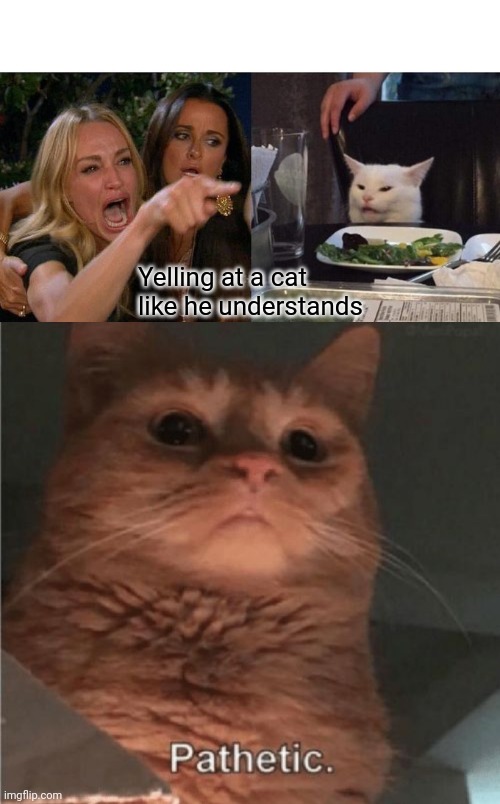 Yelling at a cat like he understands | image tagged in memes,woman yelling at cat,pathetic cat | made w/ Imgflip meme maker