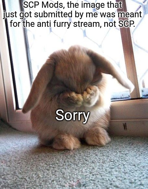 embarrassed bunny | SCP Mods, the image that just got submitted by me was meant for the anti furry stream, not SCP. Sorry | image tagged in embarrassed bunny | made w/ Imgflip meme maker