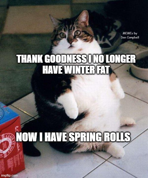 fat cat | MEMEs by Dan Campbell; THANK GOODNESS I NO LONGER
HAVE WINTER FAT; NOW I HAVE SPRING ROLLS | image tagged in fat cat | made w/ Imgflip meme maker