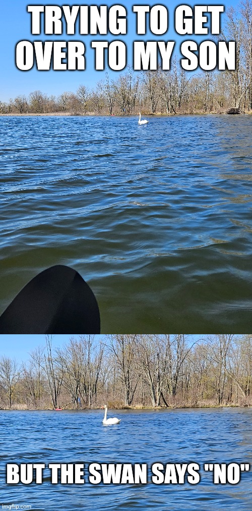 PRETTY SURE HE WANTED TO ATTACK | TRYING TO GET OVER TO MY SON; BUT THE SWAN SAYS "NO" | image tagged in swan,lake,kayak | made w/ Imgflip meme maker