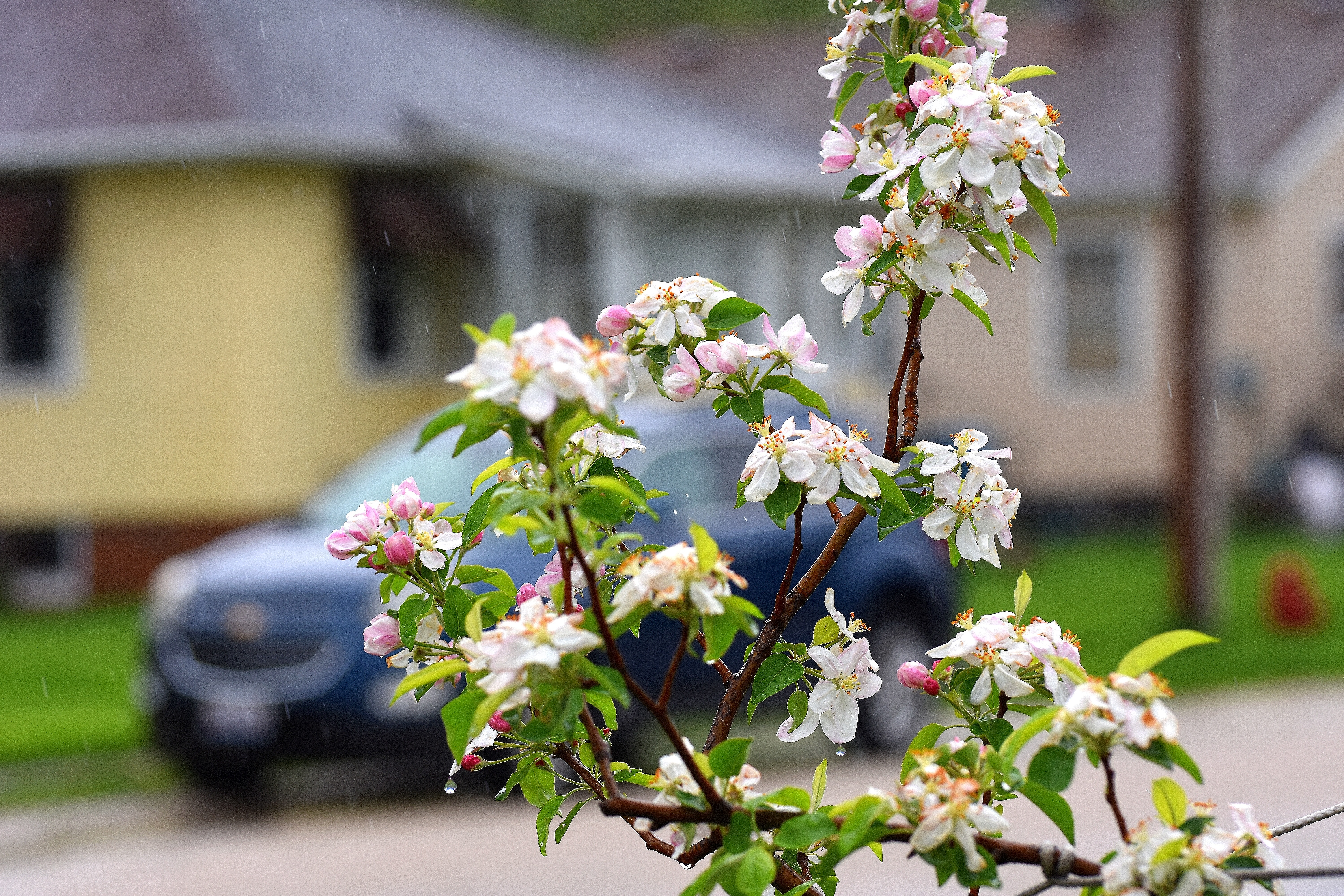 Apple blossoms in the rain | image tagged in blossoms,rain,kewlew | made w/ Imgflip meme maker