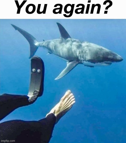 image tagged in shark,bad memes | made w/ Imgflip meme maker