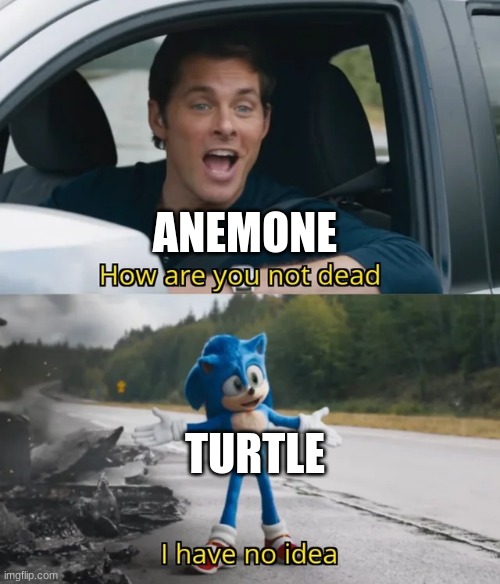 Do I need to say anymore | ANEMONE; TURTLE | image tagged in sonic i have no idea,turtle | made w/ Imgflip meme maker