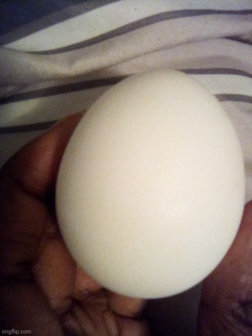Me holding an egg | image tagged in egg reveal,eggs,egg,reveal,tifflamemez,reveals | made w/ Imgflip meme maker