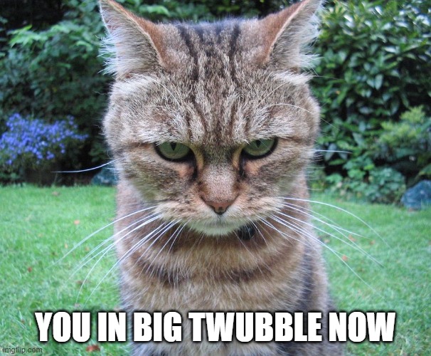 You In Big Twubble Now Cat | YOU IN BIG TWUBBLE NOW | image tagged in glaring cat is not amused,grumpy cat,big trouble,trouble,funny | made w/ Imgflip meme maker