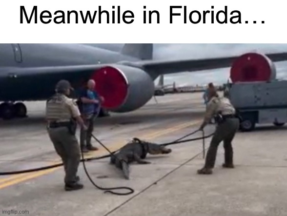 only in Florida | Meanwhile in Florida… | image tagged in funny,meme,alligator,florida,meanwhile in florida | made w/ Imgflip meme maker