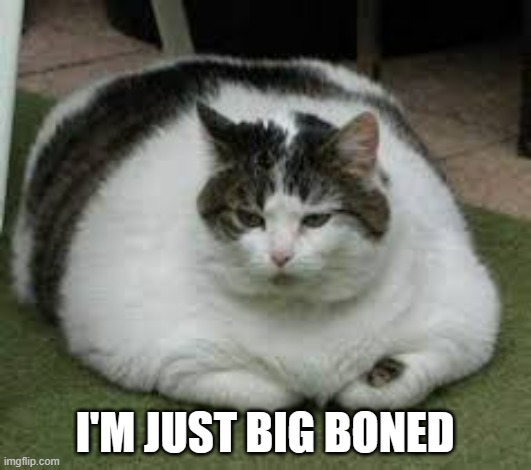 meme by Brad - My cat is not fat | I'M JUST BIG BONED | image tagged in funny,fun,cats,funny cat memes,kitten,humor | made w/ Imgflip meme maker