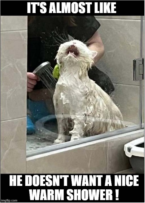 One Ungrateful Cat ! | IT'S ALMOST LIKE; HE DOESN'T WANT A NICE
WARM SHOWER ! | image tagged in cats,ungrateful,shower | made w/ Imgflip meme maker