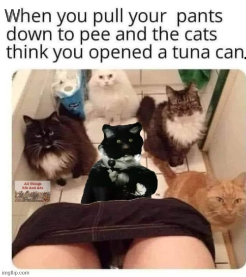 Kitties attracted ! | image tagged in smellydive | made w/ Imgflip meme maker
