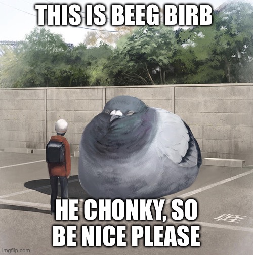 Beeg Birb | THIS IS BEEG BIRB; HE CHONKY, SO BE NICE PLEASE | image tagged in beeg birb | made w/ Imgflip meme maker