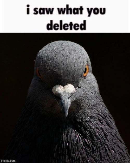the pigon saw what you deleted | image tagged in the pigon saw what you deleted | made w/ Imgflip meme maker