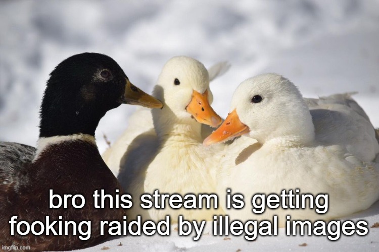 why. | bro this stream is getting fooking raided by illegal images | image tagged in dunkin ducks | made w/ Imgflip meme maker