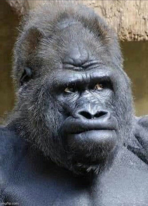 Gorilla naw | image tagged in gorilla naw | made w/ Imgflip meme maker