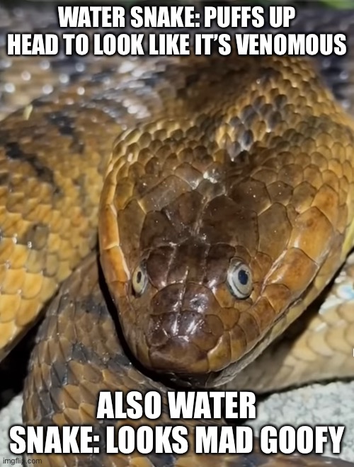 Water snake fu reeel | WATER SNAKE: PUFFS UP HEAD TO LOOK LIKE IT’S VENOMOUS; ALSO WATER SNAKE: LOOKS MAD GOOFY | image tagged in snake,fun,funny,meme,memes,reptile | made w/ Imgflip meme maker