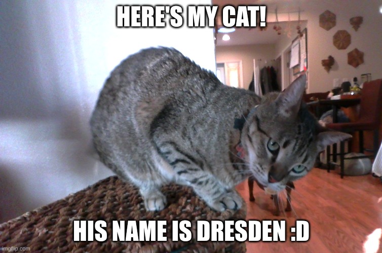 since everyone's posting their pets | HERE'S MY CAT! HIS NAME IS DRESDEN :D | image tagged in cats,pets,stop reading the tags,why are you reading this | made w/ Imgflip meme maker