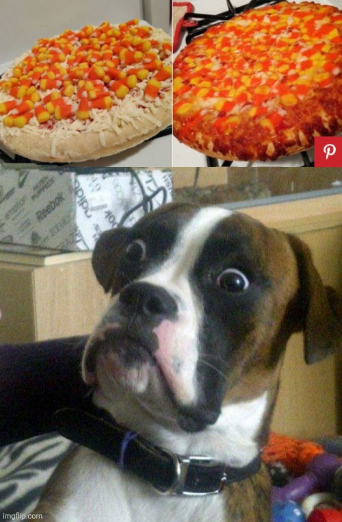 Uhhhhhh... WHAT?! | image tagged in scared dog,pizza | made w/ Imgflip meme maker