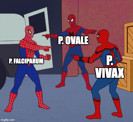 Malaria strains | P. OVALE; P. FALCIPARUM; P. VIVAX | image tagged in spider man triple | made w/ Imgflip meme maker