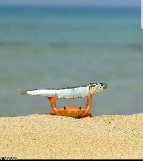 Crab holding a fish | imgflip.com | image tagged in crab holding a fish | made w/ Imgflip meme maker