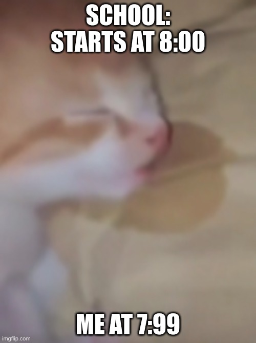 SCHOOL: STARTS AT 8:00; ME AT 7:99 | image tagged in cat | made w/ Imgflip meme maker