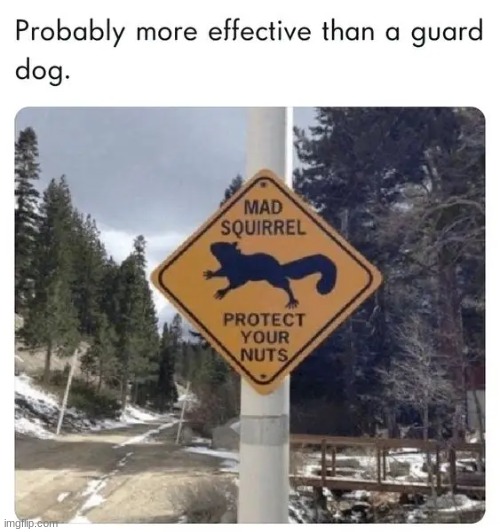 ouch | image tagged in squirrel,mad | made w/ Imgflip meme maker