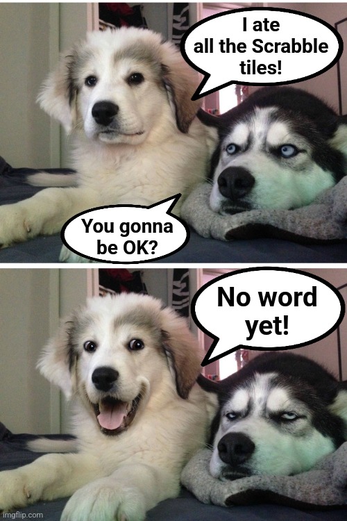Bad pun dogs | I ate
all the Scrabble
tiles! You gonna
be OK? No word
yet! | image tagged in bad pun dogs,memes,scrabble,tiles | made w/ Imgflip meme maker