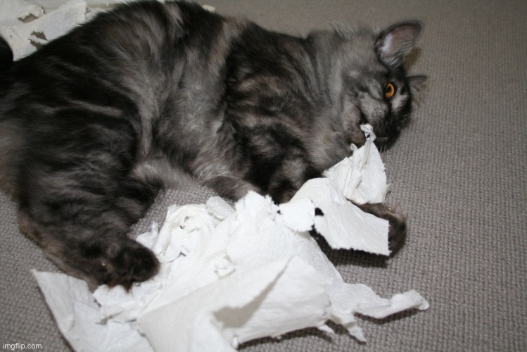 Cat Eating Paper | image tagged in cat eating paper | made w/ Imgflip meme maker