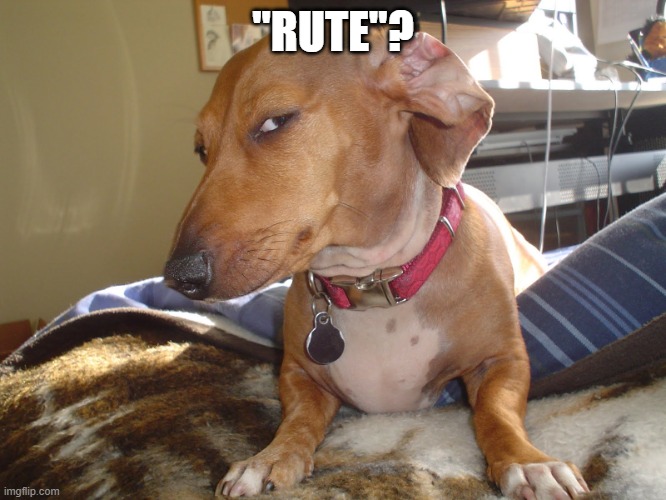 Suspicious Dog | "RUTE"? | image tagged in suspicious dog | made w/ Imgflip meme maker