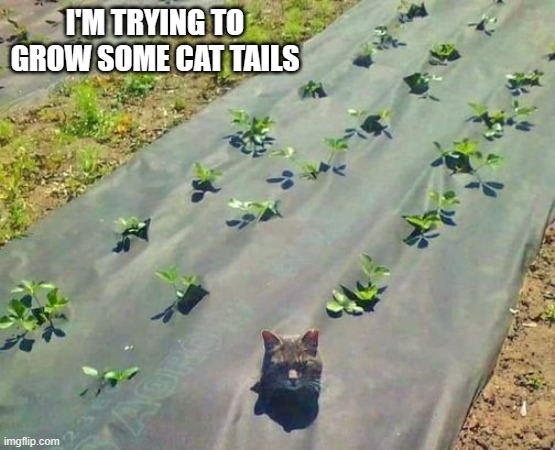 memes by Brad - I'm trying to grow cat tails - humor | I'M TRYING TO GROW SOME CAT TAILS | image tagged in funny,cats,kittens,funny cat memes,humor | made w/ Imgflip meme maker