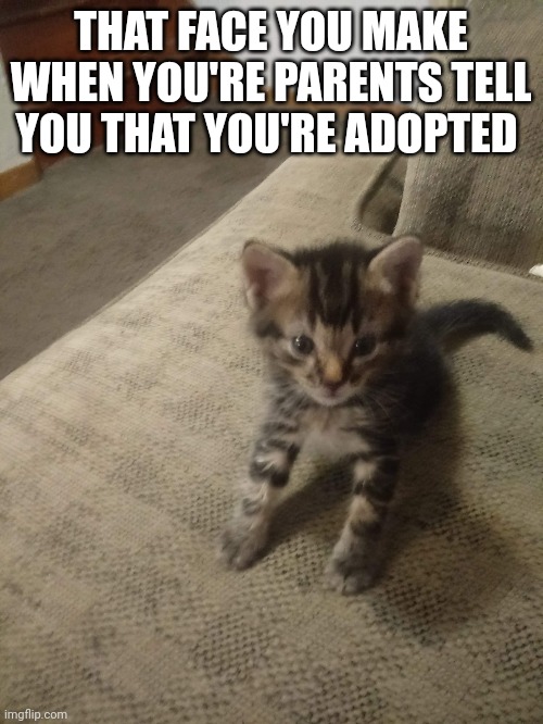 You're adopted | THAT FACE YOU MAKE WHEN YOU'RE PARENTS TELL YOU THAT YOU'RE ADOPTED | image tagged in cats | made w/ Imgflip meme maker