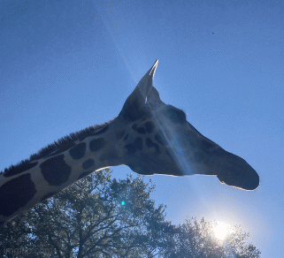 Giraffe | image tagged in gifs,animals,funny,lol,random,bruh | made w/ Imgflip images-to-gif maker