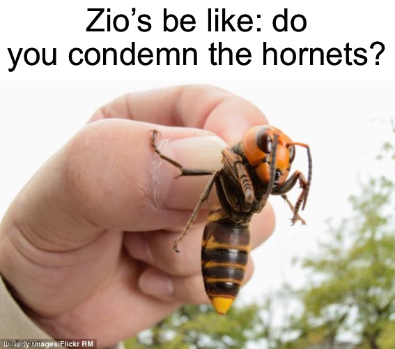 hornet | Zio’s be like: do you condemn the hornets? | image tagged in hornet | made w/ Imgflip meme maker
