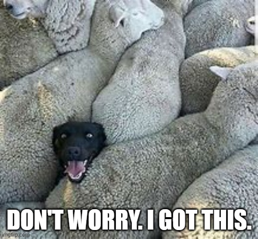 memes by Brad - funny dog herding sheep | DON'T WORRY. I GOT THIS. | image tagged in funny,fun,funny memes,sheep,dog,humor | made w/ Imgflip meme maker