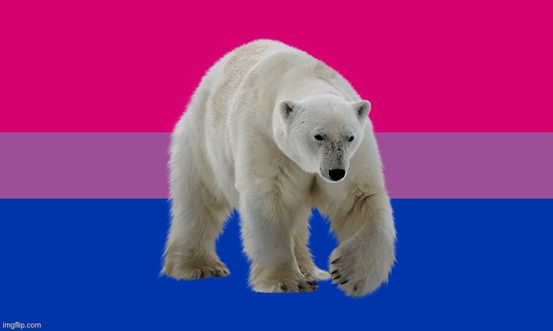 Bipolar | image tagged in bi flag,bisexual,lgbtq,puns,polar bear,bipolar | made w/ Imgflip meme maker