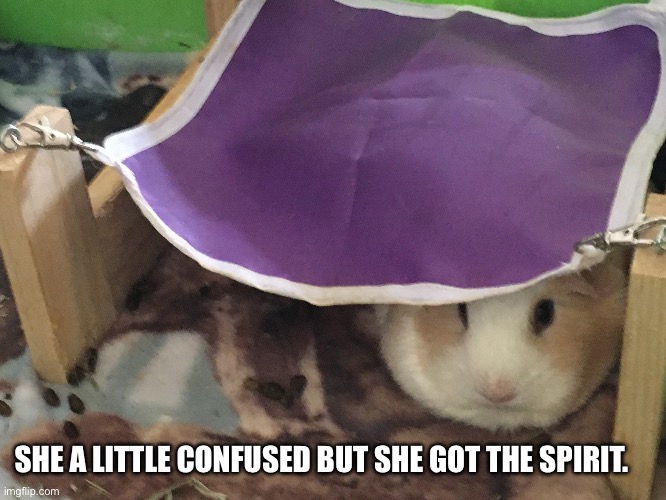 Only had one pig use this hammock correctly. | SHE A LITTLE CONFUSED BUT SHE GOT THE SPIRIT. | image tagged in hammock,guinea pig,fail,task failed successfully | made w/ Imgflip meme maker