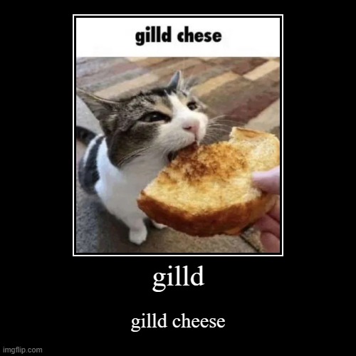 gilld cheese | gilld | gilld cheese | image tagged in funny,demotivationals,cat | made w/ Imgflip demotivational maker