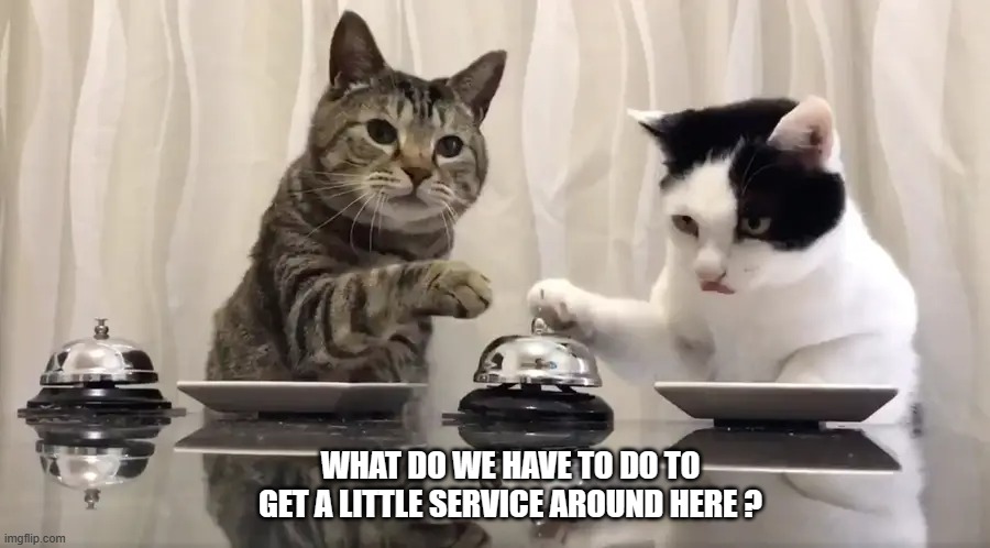 memes by Brad - The cats want some service - humor | WHAT DO WE HAVE TO DO TO GET A LITTLE SERVICE AROUND HERE ? | image tagged in funny,cats,hungry cat,funny cat memes,humor | made w/ Imgflip meme maker
