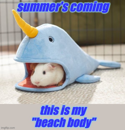 Ready . . . for the beach | summer's coming; this is my
"beach body" | image tagged in narwhal guinea pig,summer,beach,costume,disguise | made w/ Imgflip meme maker