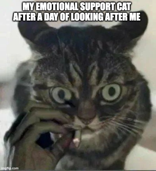 Emotional Support Animal | MY EMOTIONAL SUPPORT CAT AFTER A DAY OF LOOKING AFTER ME | image tagged in emotional,support,animal,cat,kitty | made w/ Imgflip meme maker