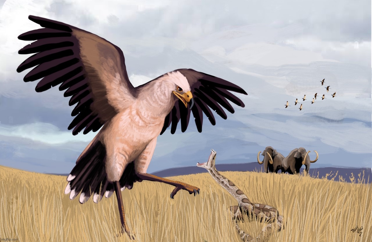 Buteogallus Daggetti, Walking Eagle, actually related to Savannah Hawk. Pleistocene Southwest America, till c. 13,000ya | image tagged in buteogallus daggetti | made w/ Imgflip meme maker